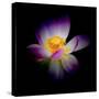 Close Up View of a Blooming Lotus Flower on a Dark Background-George Oze-Stretched Canvas