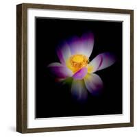 Close Up View of a Blooming Lotus Flower on a Dark Background-George Oze-Framed Photographic Print