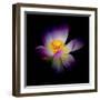 Close Up View of a Blooming Lotus Flower on a Dark Background-George Oze-Framed Photographic Print