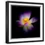 Close Up View of a Blooming Lotus Flower on a Dark Background-George Oze-Framed Photographic Print