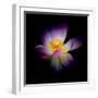 Close Up View of a Blooming Lotus Flower on a Dark Background-George Oze-Framed Photographic Print