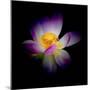 Close Up View of a Blooming Lotus Flower on a Dark Background-George Oze-Mounted Photographic Print