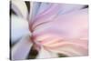 Close-Up View of a Flower-Craig Tuttle-Stretched Canvas