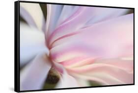 Close-Up View of a Flower-Craig Tuttle-Framed Stretched Canvas