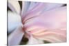 Close-Up View of a Flower-Craig Tuttle-Stretched Canvas