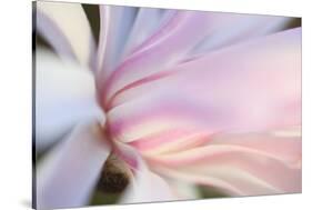 Close-Up View of a Flower-Craig Tuttle-Stretched Canvas