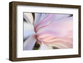 Close-Up View of a Flower-Craig Tuttle-Framed Photographic Print