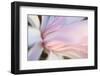 Close-Up View of a Flower-Craig Tuttle-Framed Photographic Print