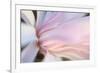 Close-Up View of a Flower-Craig Tuttle-Framed Photographic Print