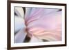 Close-Up View of a Flower-Craig Tuttle-Framed Photographic Print