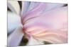 Close-Up View of a Flower-Craig Tuttle-Mounted Photographic Print