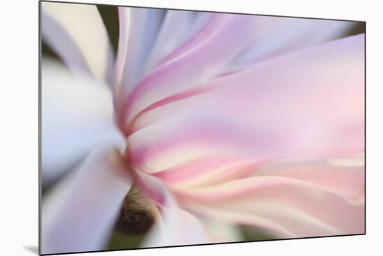 Close-Up View of a Flower-Craig Tuttle-Mounted Photographic Print