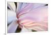 Close-Up View of a Flower-Craig Tuttle-Framed Photographic Print