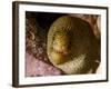 Close-Up View of a Goldentail Moray, Curacao-Stocktrek Images-Framed Photographic Print