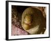 Close-Up View of a Goldentail Moray, Curacao-Stocktrek Images-Framed Photographic Print