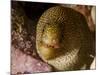 Close-Up View of a Goldentail Moray, Curacao-Stocktrek Images-Mounted Photographic Print