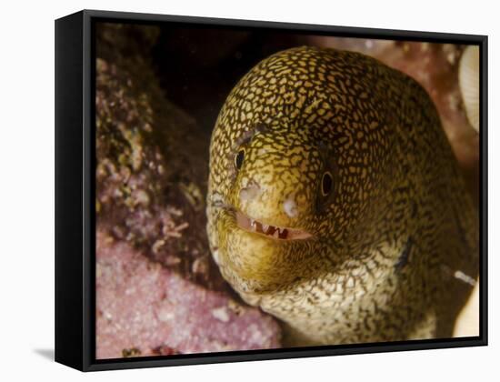 Close-Up View of a Goldentail Moray, Curacao-Stocktrek Images-Framed Stretched Canvas