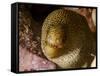 Close-Up View of a Goldentail Moray, Curacao-Stocktrek Images-Framed Stretched Canvas