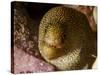 Close-Up View of a Goldentail Moray, Curacao-Stocktrek Images-Stretched Canvas