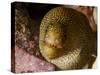 Close-Up View of a Goldentail Moray, Curacao-Stocktrek Images-Stretched Canvas