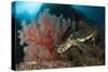 Close-Up View of a Hawksbill Sea Turtle Next to a Red Sea Fan, Indonesia-null-Stretched Canvas