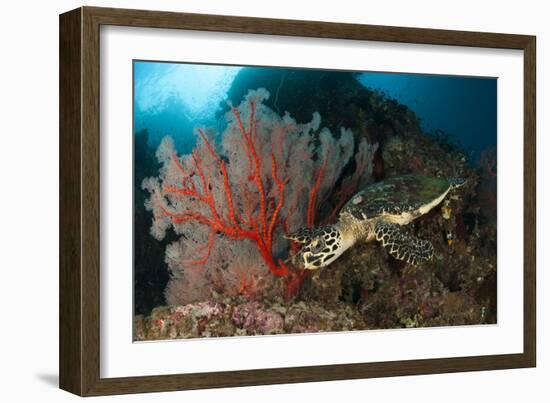 Close-Up View of a Hawksbill Sea Turtle Next to a Red Sea Fan, Indonesia-null-Framed Photographic Print