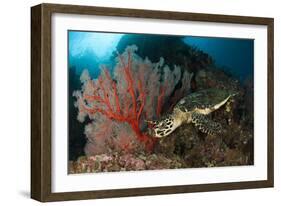 Close-Up View of a Hawksbill Sea Turtle Next to a Red Sea Fan, Indonesia-null-Framed Photographic Print