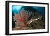 Close-Up View of a Hawksbill Sea Turtle Next to a Red Sea Fan, Indonesia-null-Framed Photographic Print