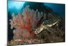 Close-Up View of a Hawksbill Sea Turtle Next to a Red Sea Fan, Indonesia-null-Mounted Photographic Print