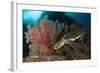 Close-Up View of a Hawksbill Sea Turtle Next to a Red Sea Fan, Indonesia-null-Framed Photographic Print