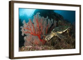 Close-Up View of a Hawksbill Sea Turtle Next to a Red Sea Fan, Indonesia-null-Framed Photographic Print