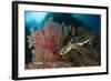 Close-Up View of a Hawksbill Sea Turtle Next to a Red Sea Fan, Indonesia-null-Framed Photographic Print