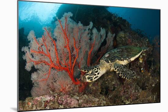 Close-Up View of a Hawksbill Sea Turtle Next to a Red Sea Fan, Indonesia-null-Mounted Photographic Print