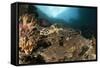 Close-Up View of a Hawksbill Sea Turtle on a Reef in Raja Ampat-null-Framed Stretched Canvas