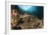 Close-Up View of a Hawksbill Sea Turtle on a Reef in Raja Ampat-null-Framed Photographic Print