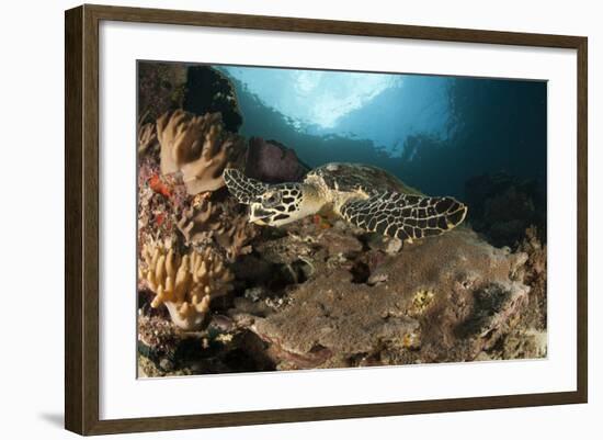 Close-Up View of a Hawksbill Sea Turtle on a Reef in Raja Ampat-null-Framed Photographic Print
