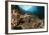 Close-Up View of a Hawksbill Sea Turtle on a Reef in Raja Ampat-null-Framed Photographic Print