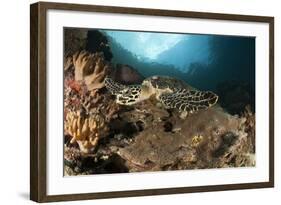 Close-Up View of a Hawksbill Sea Turtle on a Reef in Raja Ampat-null-Framed Photographic Print