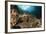 Close-Up View of a Hawksbill Sea Turtle on a Reef in Raja Ampat-null-Framed Photographic Print