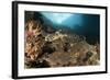 Close-Up View of a Hawksbill Sea Turtle on a Reef in Raja Ampat-null-Framed Photographic Print