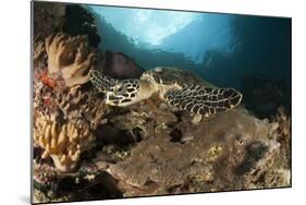 Close-Up View of a Hawksbill Sea Turtle on a Reef in Raja Ampat-null-Mounted Photographic Print