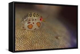 Close-Up View of a Ladybug Amphipod, Cyproidea Species-Stocktrek Images-Framed Stretched Canvas