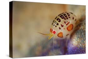 Close-Up View of a Ladybug Amphipod, Cyproidea Species-Stocktrek Images-Stretched Canvas