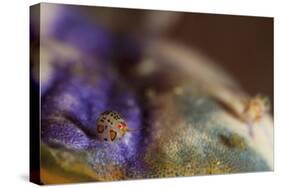 Close-Up View of a Ladybug Amphipod, Cyproidea Species-Stocktrek Images-Stretched Canvas