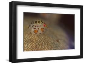 Close-Up View of a Ladybug Amphipod, Cyproidea Species-Stocktrek Images-Framed Photographic Print