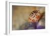 Close-Up View of a Ladybug Amphipod, Cyproidea Species-Stocktrek Images-Framed Photographic Print