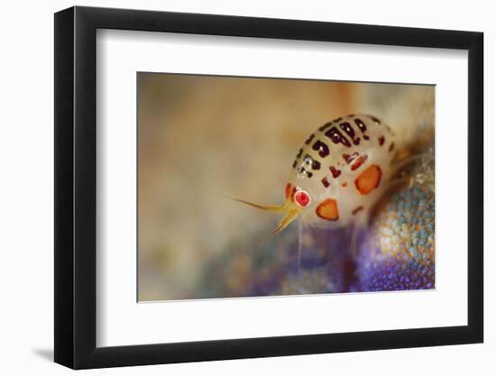 Close-Up View of a Ladybug Amphipod, Cyproidea Species-Stocktrek Images-Framed Photographic Print