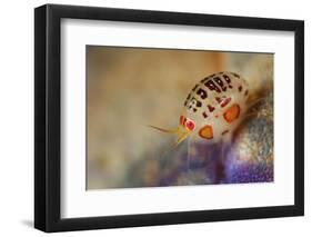 Close-Up View of a Ladybug Amphipod, Cyproidea Species-Stocktrek Images-Framed Photographic Print