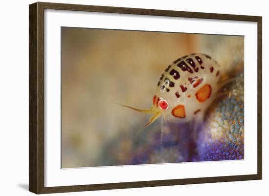 Close-Up View of a Ladybug Amphipod, Cyproidea Species-Stocktrek Images-Framed Photographic Print