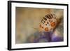 Close-Up View of a Ladybug Amphipod, Cyproidea Species-Stocktrek Images-Framed Photographic Print